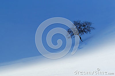 Lonely tree Stock Photo