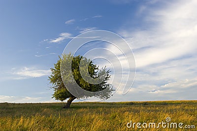 Lonely tree Stock Photo