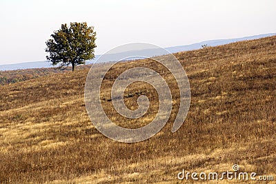 Lonely tree Stock Photo