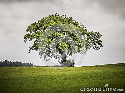 Lonely tree Stock Photo