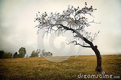 Lonely tree Stock Photo