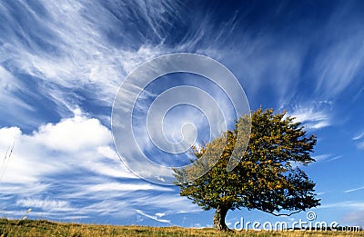 Lonely Tree Stock Photo