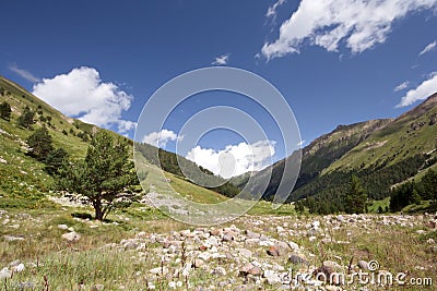 Lonely tree against blue sky in mountain valley Stock Photo