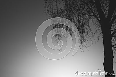 Lonely tree against the sky. tree silhouette. branch tree on the sky background Stock Photo