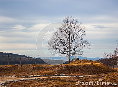 Lonely tree in autumn field Stock Photo