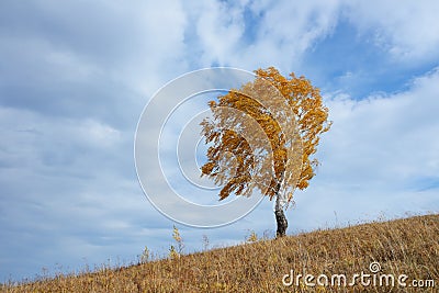 Lonely tree in autumn Stock Photo