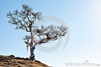 Lonely tree on a background of lake Baikal in winter. Olkhon island. Ice . Stock Photo