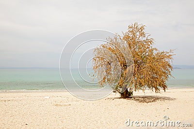 Lonely tree on the beach, the blue sky and sea Stock Photo