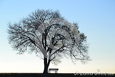 Lonely tree and bench Stock Photo