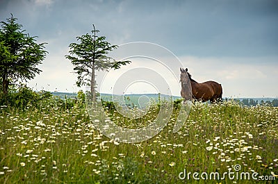 brown horse, meadow meadow with chamomile flowers and stormy sky Stock Photo