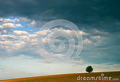 Lonely tree and cloudy sky Stock Photo