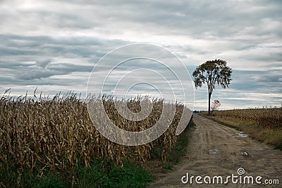 Lonely tree in a corn field Stock Photo