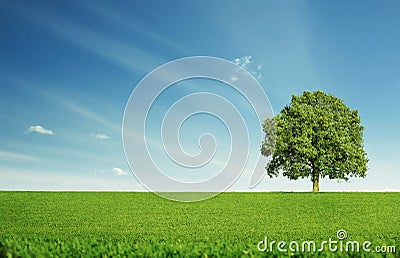 Lonely tree Stock Photo