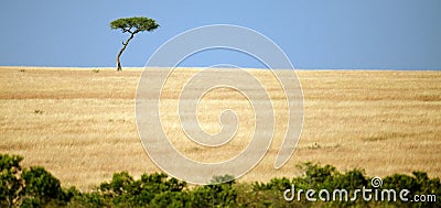 Lonely tree in the expanse of savanah Stock Photo