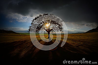 Lonely tree on field at dawn Stock Photo