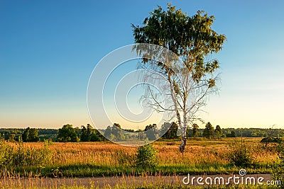 Lonely tree in the field under the blue sky. Stock Photo