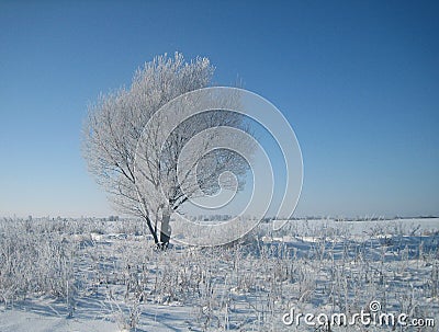 Lonely tree in the frost in the empty snow-covered steppes in the midst of a cold winter on a clear day Stock Photo