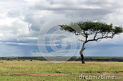 Lonely tree of the genus acacia in savannah Stock Photo