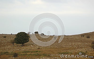 Tree on the golan heights. Stock Photo