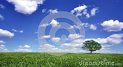 Lonely tree on green filed Stock Photo