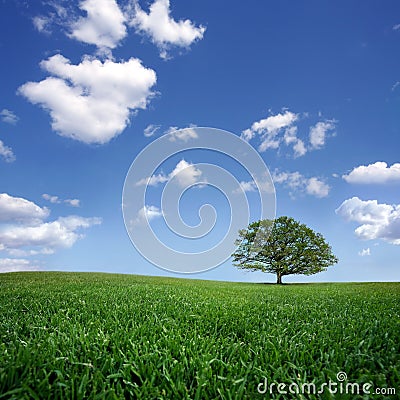 Lonely tree on green filed, the blue sky and white Stock Photo