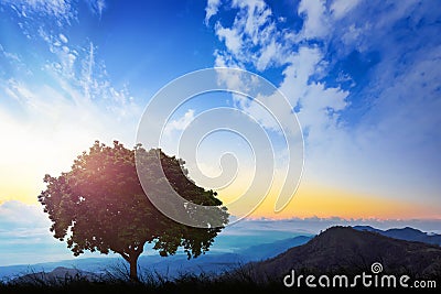 A lonely tree on a green hill during morning. A beautiful morning among the hills. Stock Photo