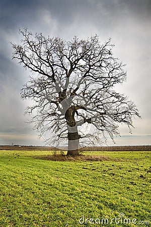 Lonely tree on green meadow Stock Photo