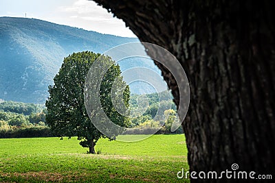 Lonely tree on a green meadow Stock Photo