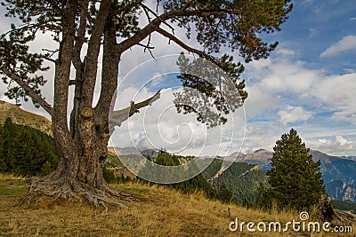 Lonely tree on the heights of the Andorran mountains Stock Photo