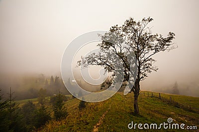 Lonely tree on the hill, above the misty valley in Bohemian Switzerland Stock Photo