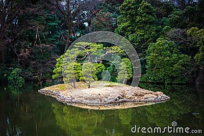 Lonely tree island in Shinjuku Gyoen Park Stock Photo