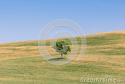 A lonely tree with its` midday shadow on the endless Tuscan cultivated meadows Stock Photo