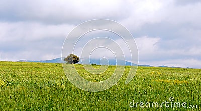 Lonely tree, the lonesome tree in green mountain field Stock Photo