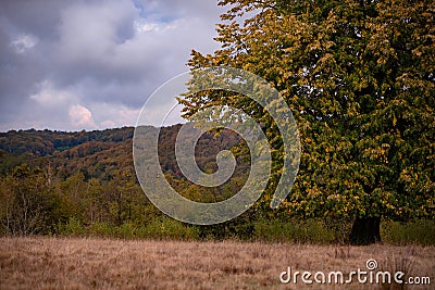 Lonely tree in the middle of a broad clearing. A picturesque and wild place in the autumn season Stock Photo
