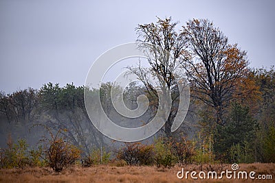 Lonely tree in the middle of a broad clearing. A picturesque and wild place in the autumn season Stock Photo