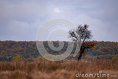 Lonely tree in the middle of a broad clearing. A picturesque and wild place in the autumn season Stock Photo