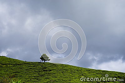 Lonely tree on the mountain at beautiful landscape of tea plantation with dramatic clound and blue sky Stock Photo