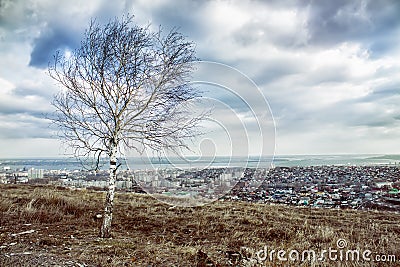 Lonely Tree on the Mountain Overlooking the City Stock Photo