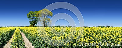 Lonely tree next to a rural path running among green fields Stock Photo