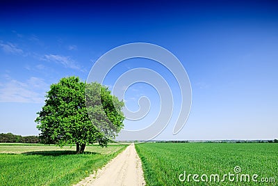 Lonely tree next to a rural road running among green fields Stock Photo