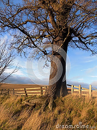 The Lonely Tree. North Northumberland, England. UK Stock Photo