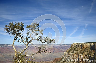 Lonely tree over a precipice Stock Photo