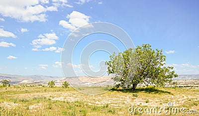 Lonely tree Stock Photo