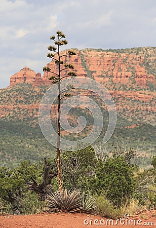 Lonely tree with Red rock formations on the background. Stock Photo