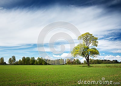 Lonely tree in spring on pature field Stock Photo