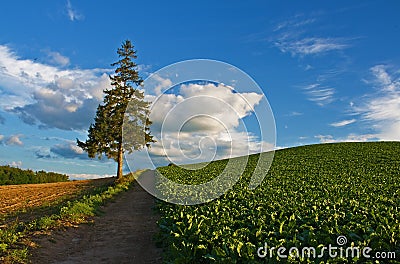 Lonely Tree Stock Photo