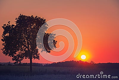 Lonely tree sunset Stock Photo