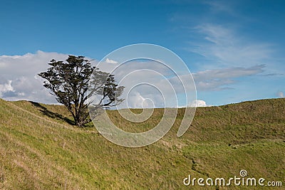 Lonely tree on the top of volcanic peak of mt.Wellington Stock Photo