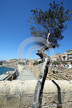 Lonely tree in the Valletta harbour Stock Photo