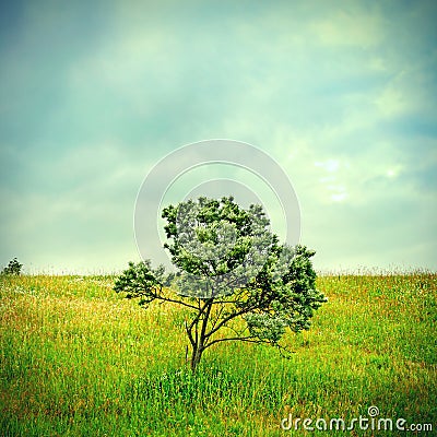 Lonely Tree Stock Photo